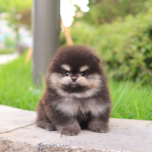 Pomeranian - Nua (Female)