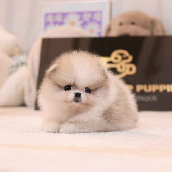 Pomeranian - Chico (Female)