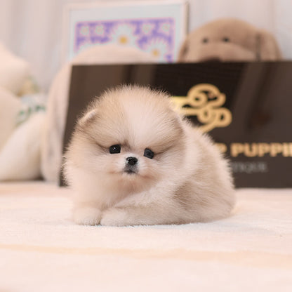 Pomeranian - Chico (Female)