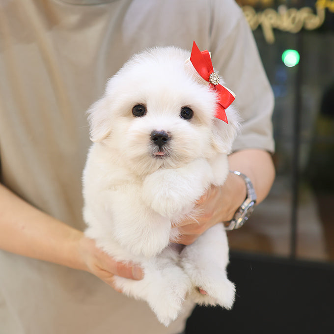 Teacup Coton de Tulear male puppy available at Cute Ptiga