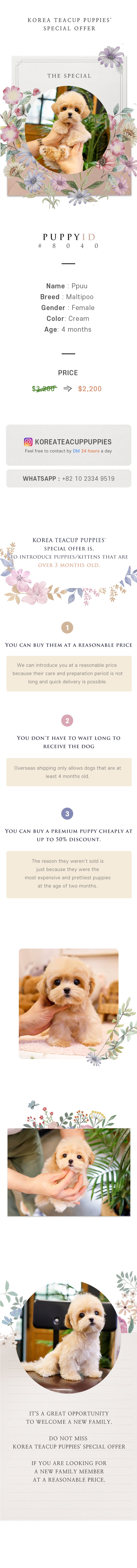 Maltipoo - Ppuu (Female)