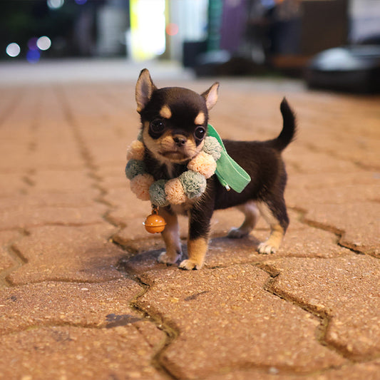Chihuahua - Cocoa (Female)