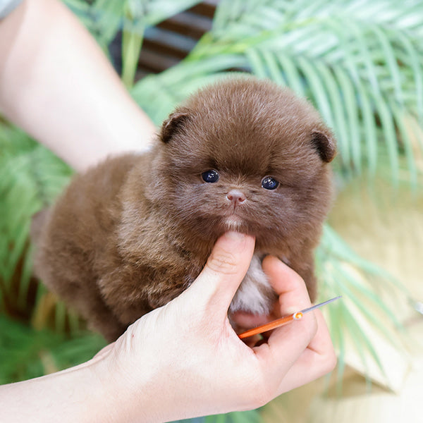 Pomeranian - Choring (Female)