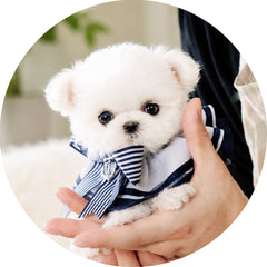 Premium Puppies