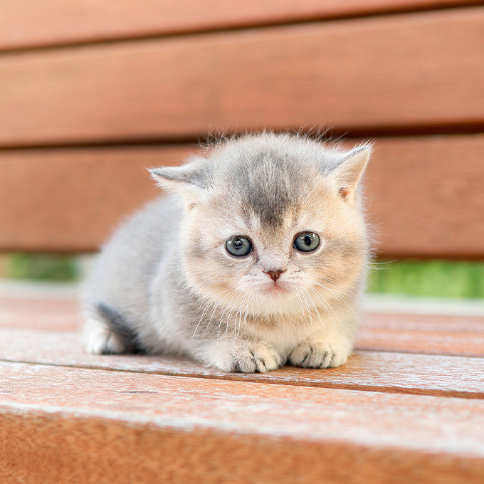 Munchkin - Sinamo (Female)