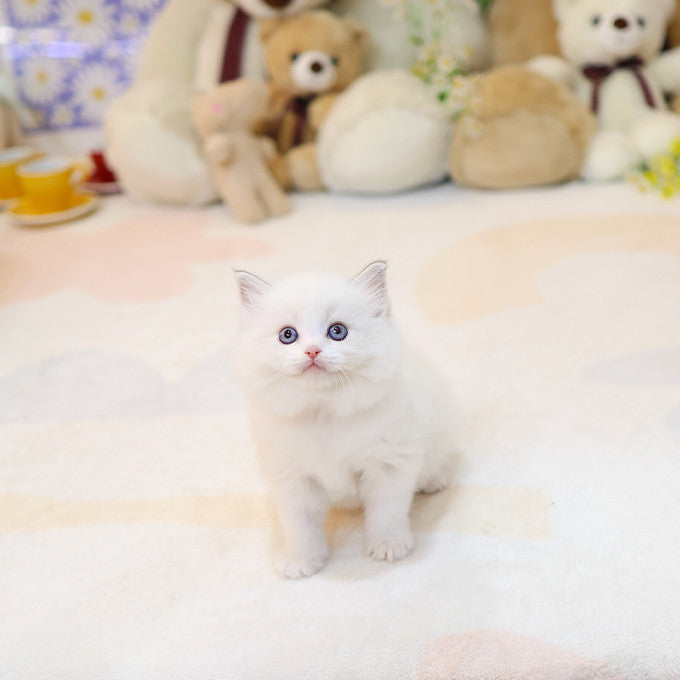 Ragdoll - Ppukka (Male)
