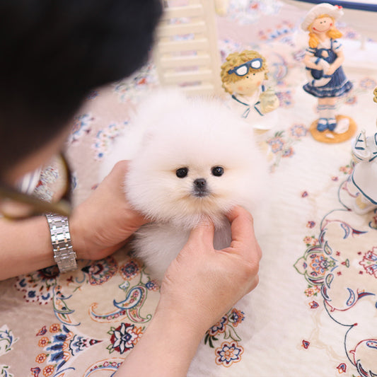 Pomeranian - Kkona (Female)