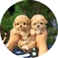 View All Puppies