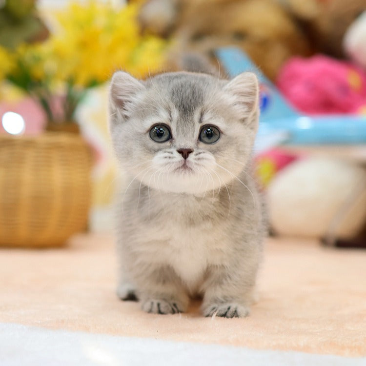 Munchkin - Ongi (Female)