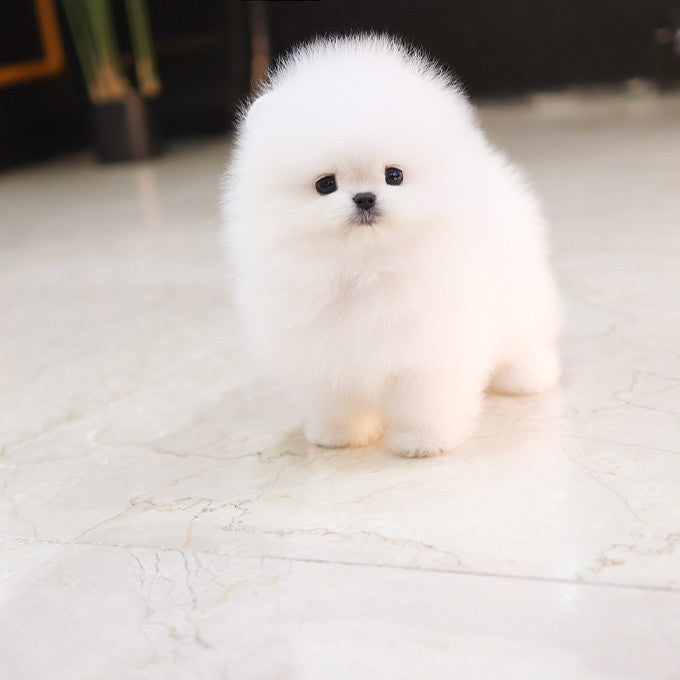 Pomeranian - Persian (Female)