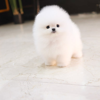 Pomeranian - Persian (Female)