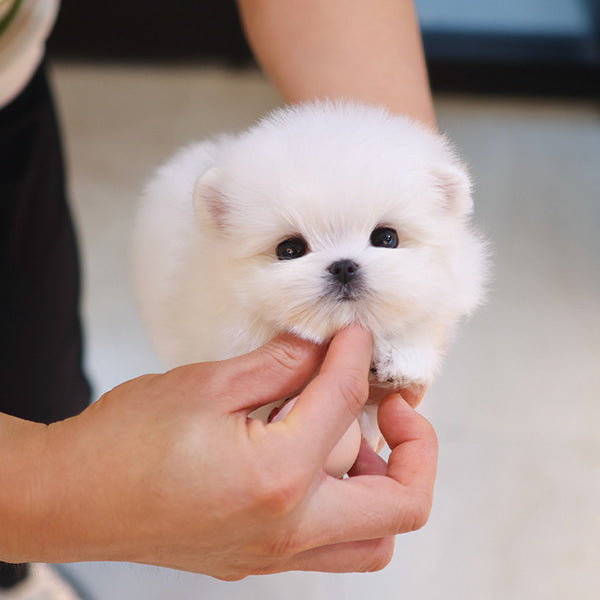 Maltese - Kobi (Male)