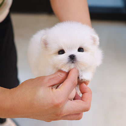 Maltese - Kobi (Male)