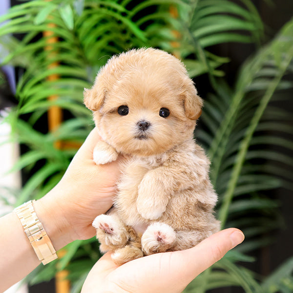 Maltipoo - Kuro (Female)