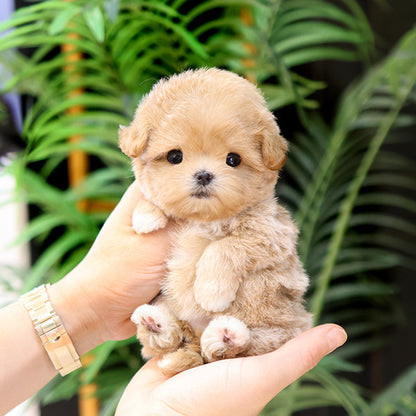 Maltipoo - Kuro (Female)