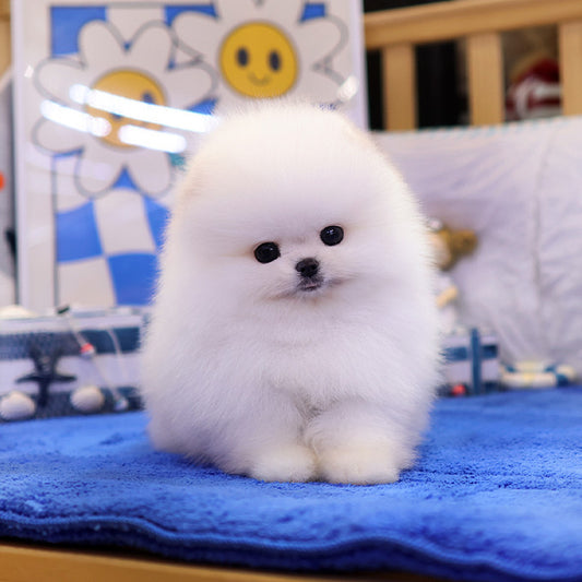Pomeranian - Kaendi (Male)