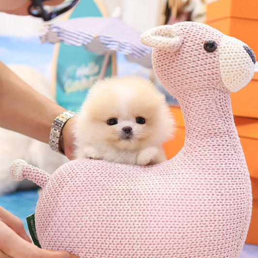 Pomeranian - Hamtori (Female)