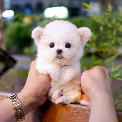 Bichon Frise - Jjiljjil (Male)