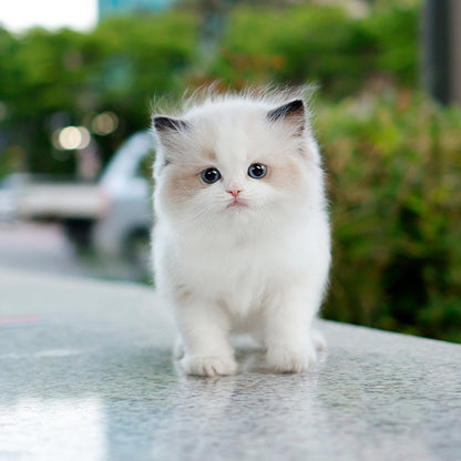 Ragdoll - Pulpul (Male)
