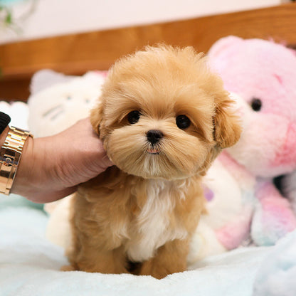 Maltipoo - Yaho (Male)
