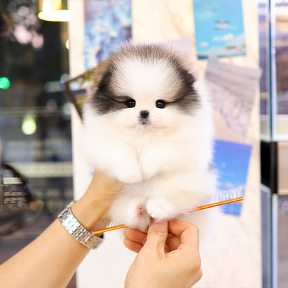 Pomeranian - Chito (Male)