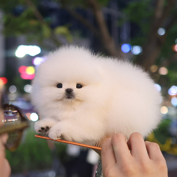 Pomeranian - Aegi (Female)