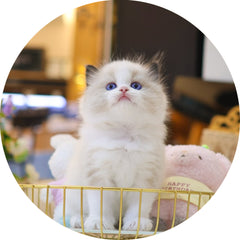 Premium Kittens