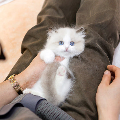 Ragdoll - Roji (Male)