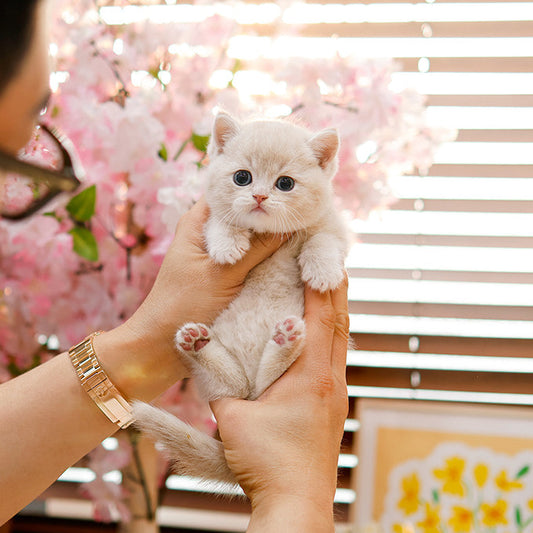 British Shorthair - Dobeu (Female)