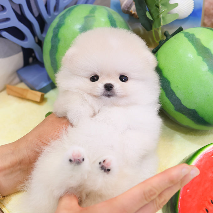 Pomeranian - Pika (Female)