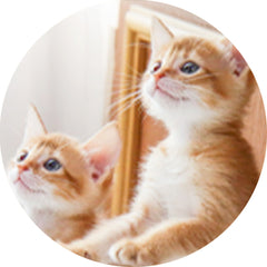 View All Kittens
