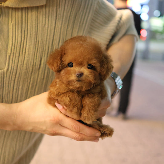 Poodle - Hobbang (Female)