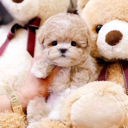 Maltipoo - Wipung (Female)