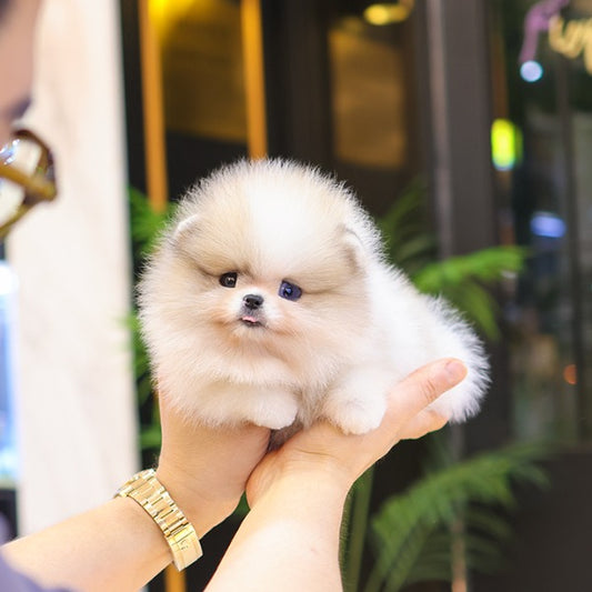 Pomeranian - Chico (Female)