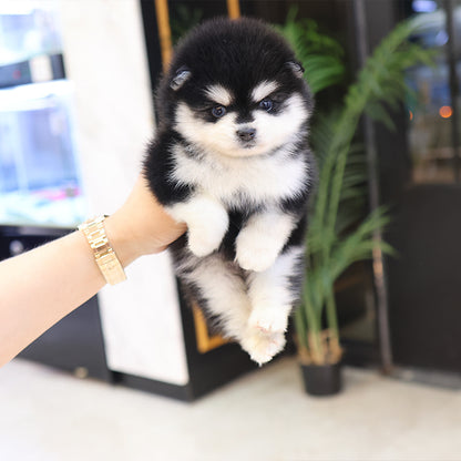 Pomsky - Dodo (Male)