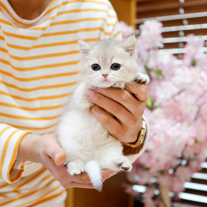 British Shorthair - Moreu (Female)