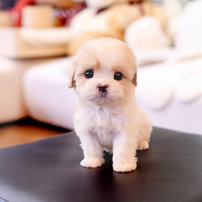 Cavapoo - Jangkku (Male)