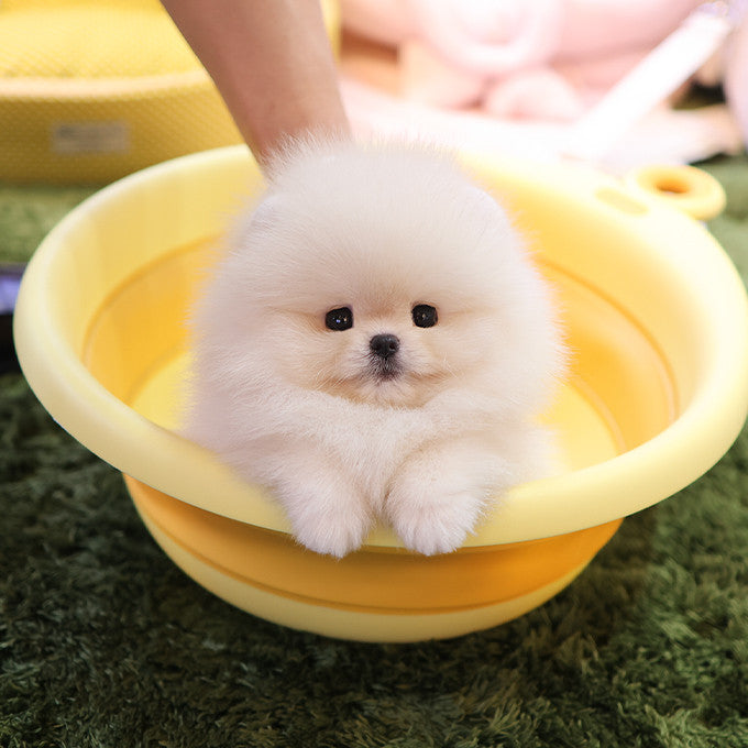 Pomeranian - Ppoya (Female)