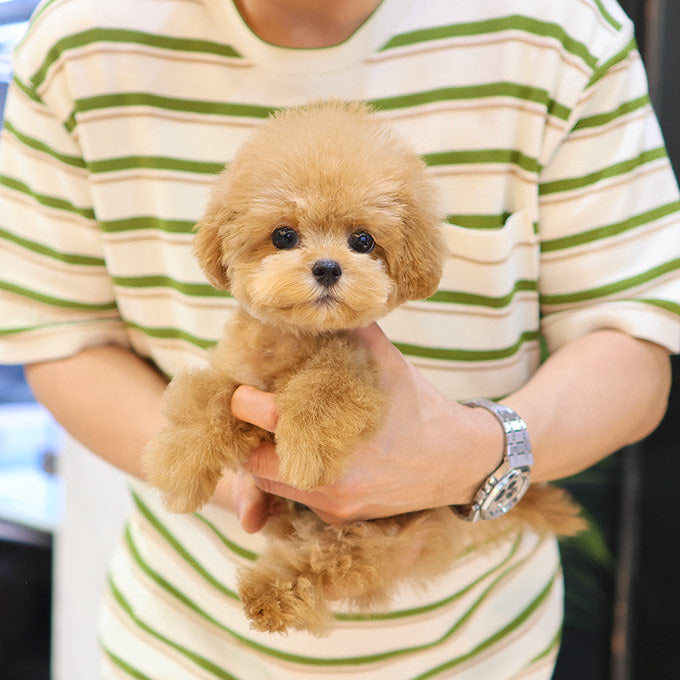 Maltipoo - Ppoppi (Female)