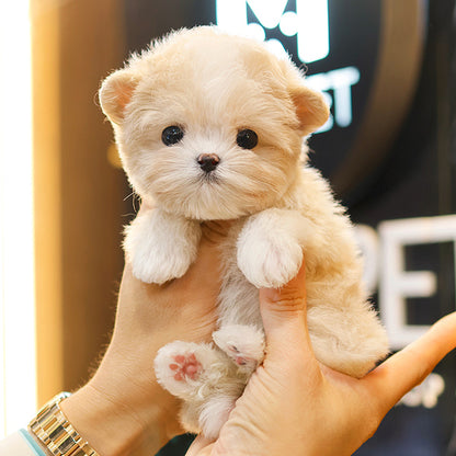 Maltipoo - Joyong (Female)