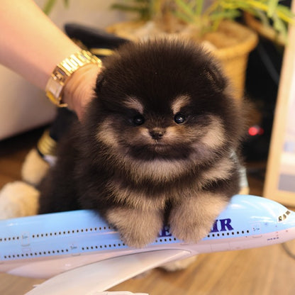 Pomeranian - Tori (Female)