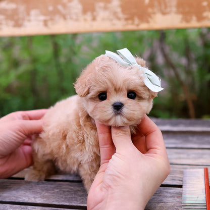 Maltipoo - Mandu (Female)