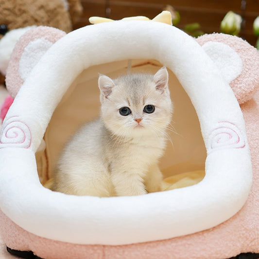 British Shorthair - Moreu (Female)