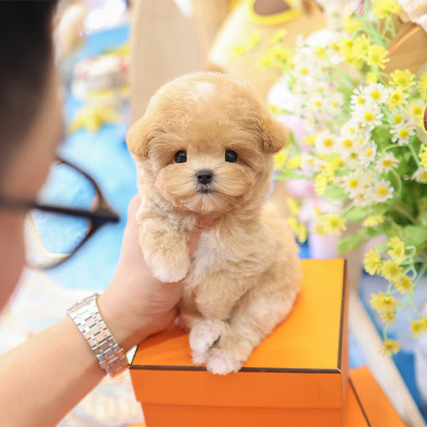 Maltipoo - Kkuyam(Female)