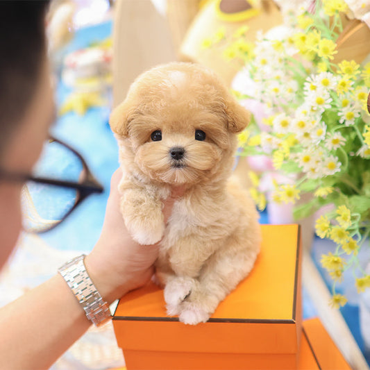 Maltipoo - Kkuyam(Female)