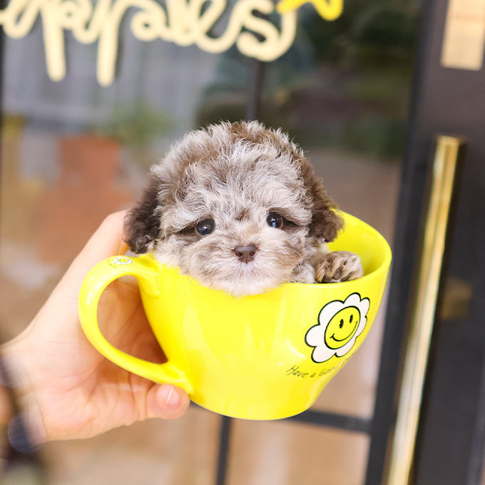 Poodle - Ppukku (Male)