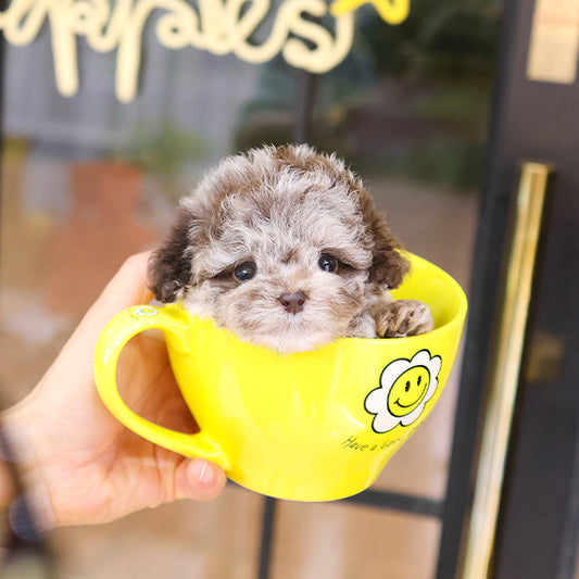 Poodle - Ppukku (Male)