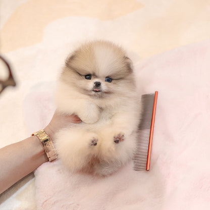 Pomeranian - Chico (Female)