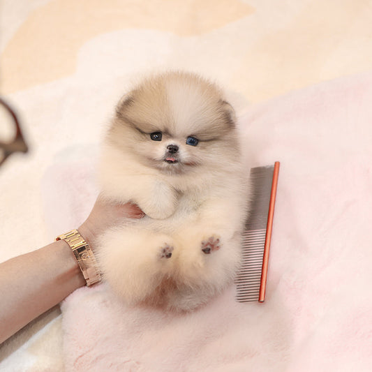Pomeranian - Chico (Female)