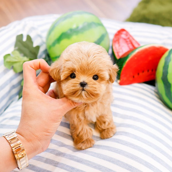 Maltipoo - Ijun (Male)